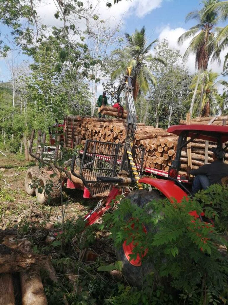 loading plantation timber