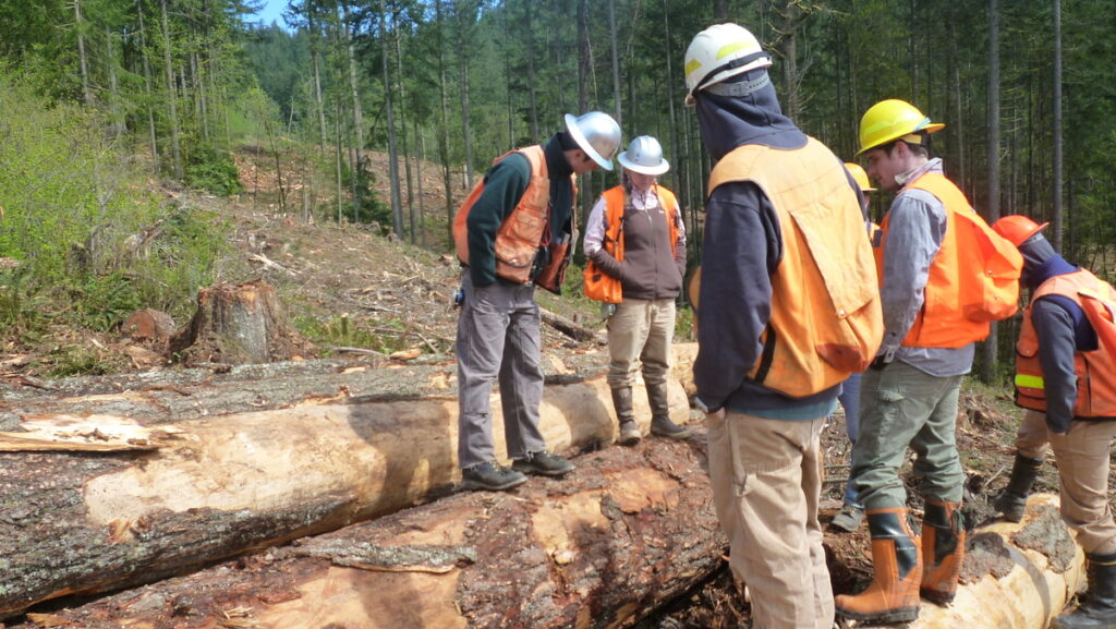 workers surveying plantation timber