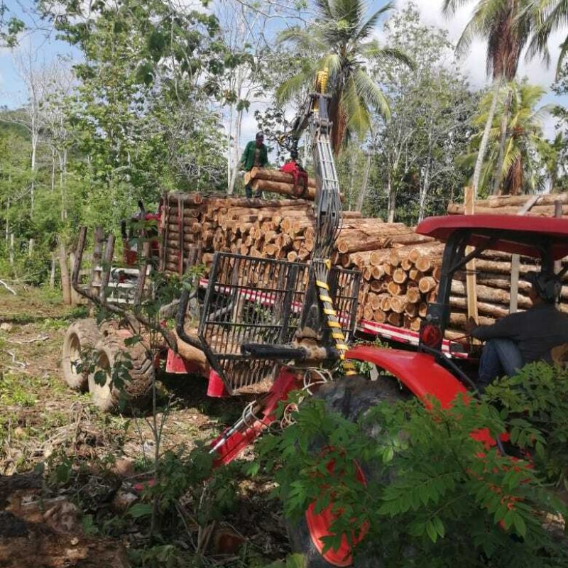 loading plantation timber