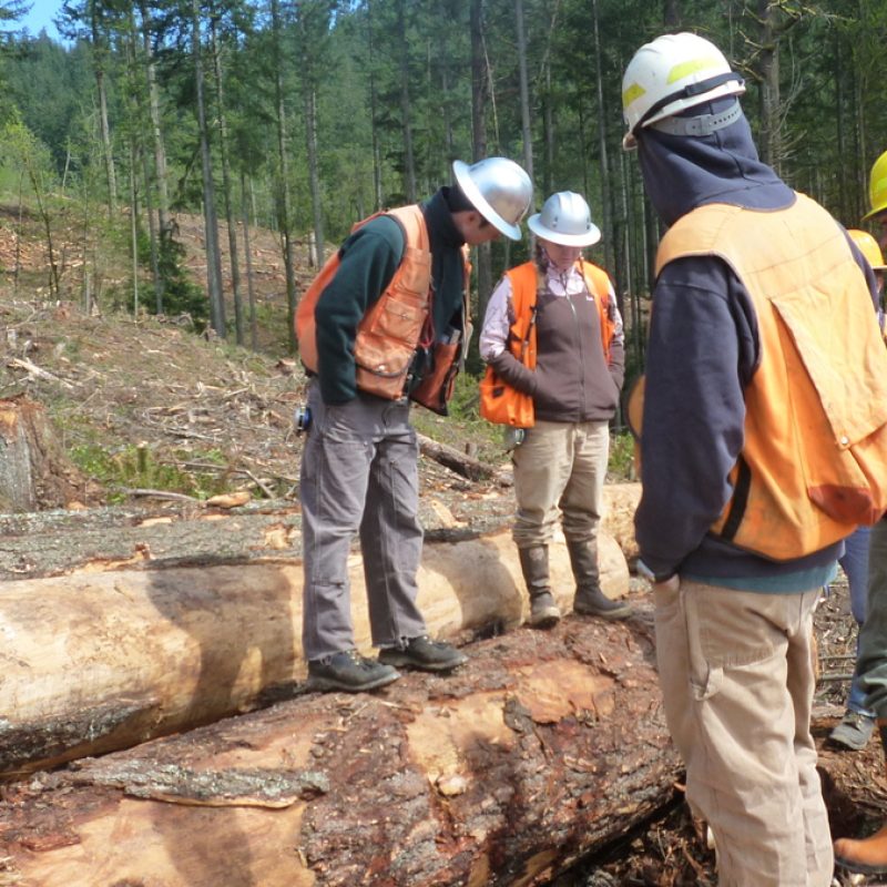 workers surveying plantation timber